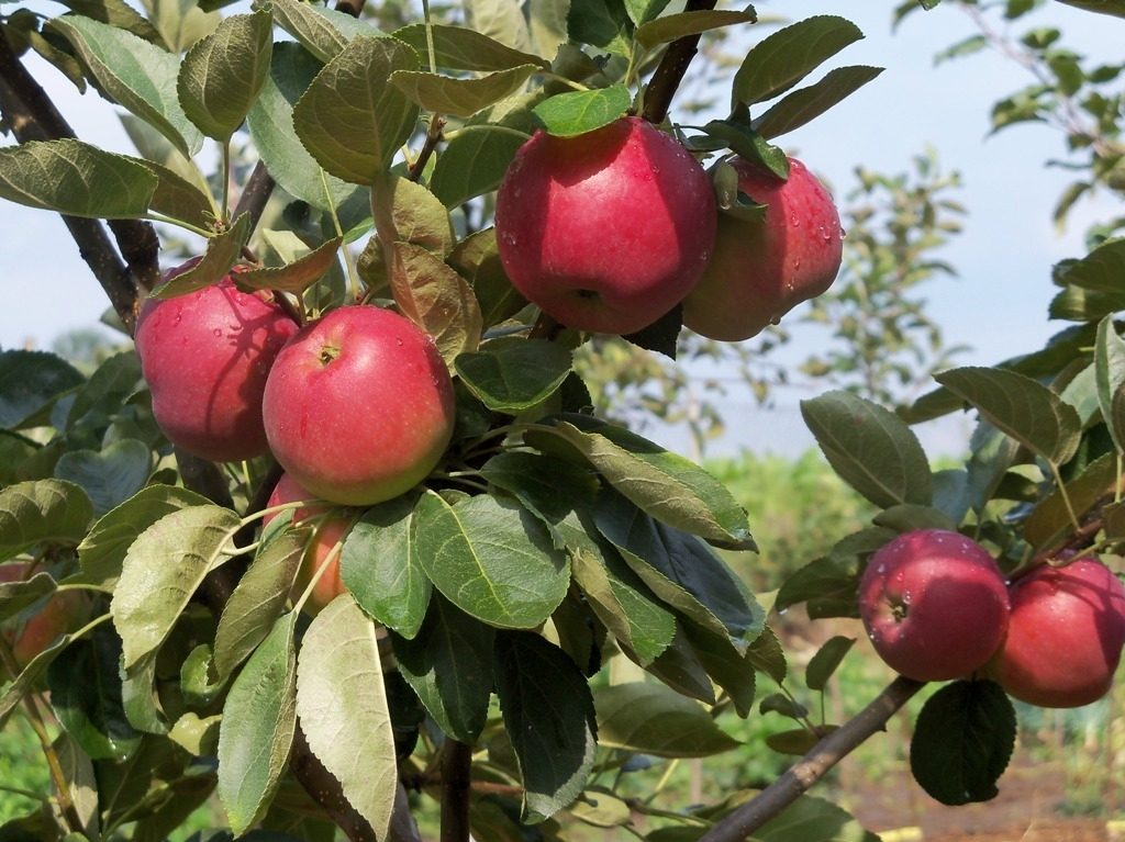 Obelis Julija